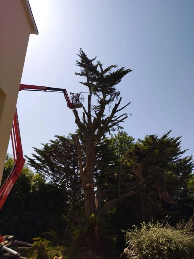 Romain Bouilly en intervention de cordiste sur un grand arbre en Vendée