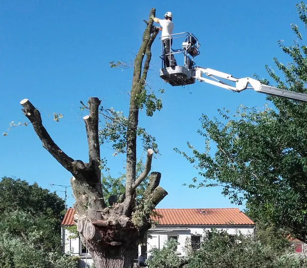 Élagage par cordiste à La Roche-sur-Yon