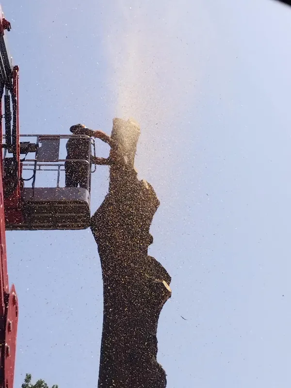 Démontage d'arbre dangereux en Vendée