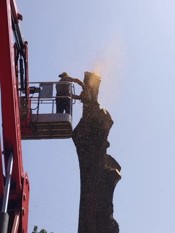 Démontage par cordiste à la nacelle, sciure dans l'air