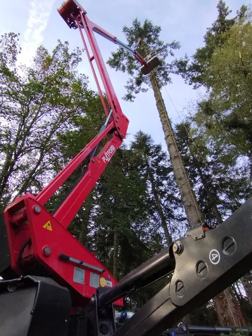 Nacelle araignée dans une sapinière