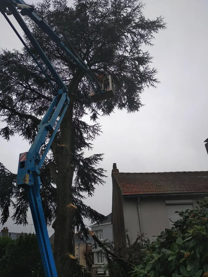 Nacelle bleue dans un cèdre en zone urbaine