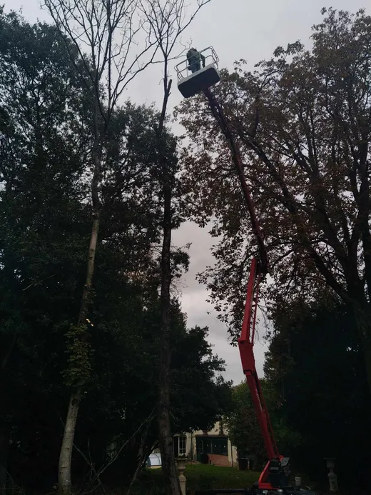 Nacelle dans les hauteurs de feuillus d'automne