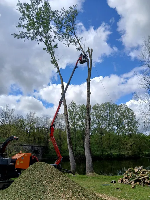 Nacelle araignée rouge sur peuplier au bord d'un étang