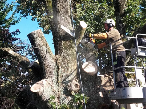 Élagage aux Herbiers en Vendée