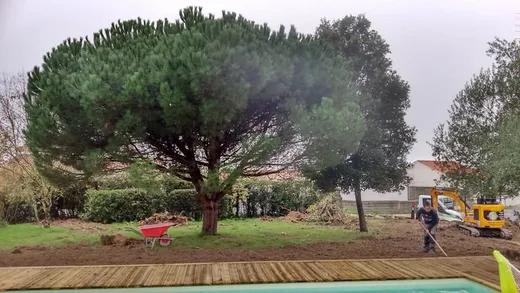Mini-pelle Kubota après abattage d'un grand pin parasol